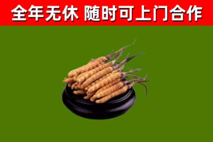 石家庄烟酒回收冬虫夏草.jpg