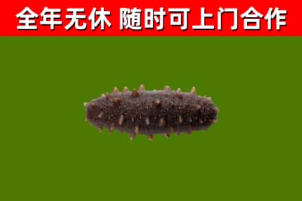 石家庄烟酒回收干海参.jpg